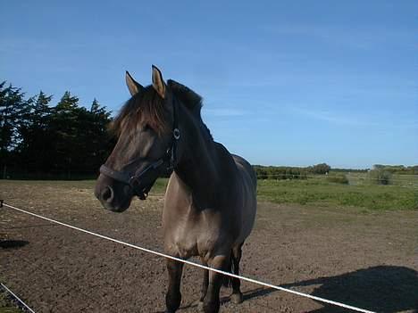 Anden særlig race Hannibal Aflivet 13/6 06 - My Boy <3 billede 14