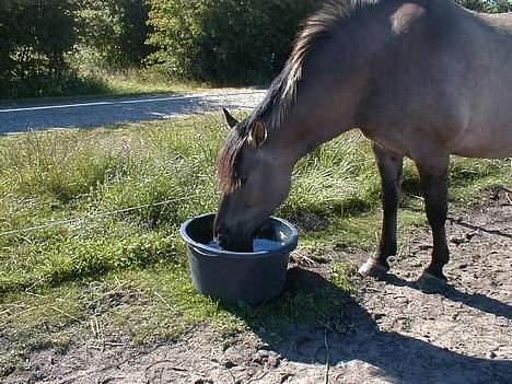 Anden særlig race Hannibal Aflivet 13/6 06 - Nåå.. Han er tørstig..<3 billede 16