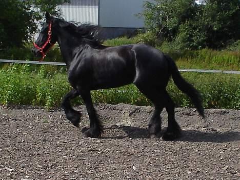 Frieser Gayke van Stal Zwanenven - -Se hvor fint jeg går! billede 18