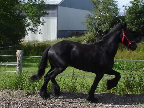 Frieser Gayke van Stal Zwanenven - Høje knæløft, he he;o) billede 20