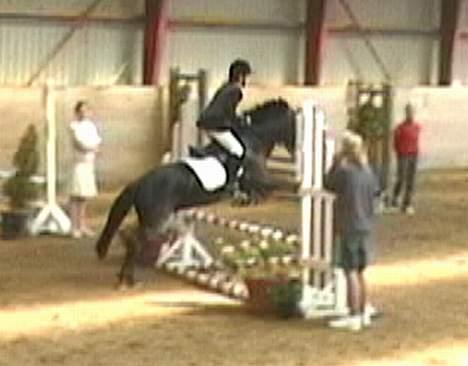 Anden særlig race º•Prins•º ( SOLGT) - mig og prins lc spring, fejlfri men ikke hurtig nok. billede 10