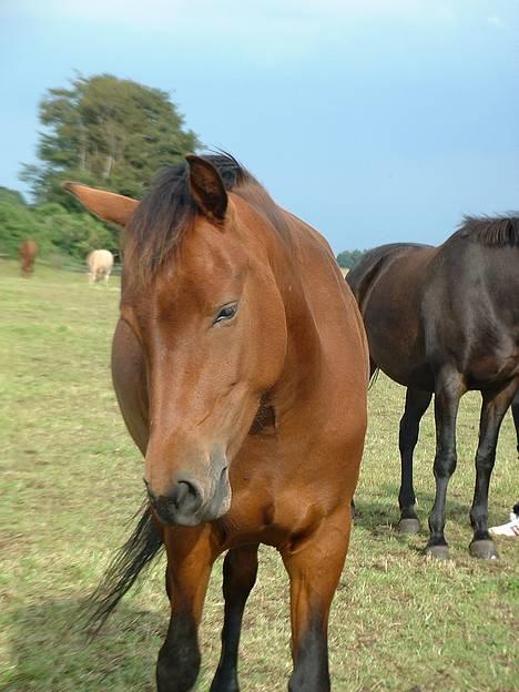 Anden særlig race Bøgelunds Zarina Udlånt - Zarina på fold :) billede 2