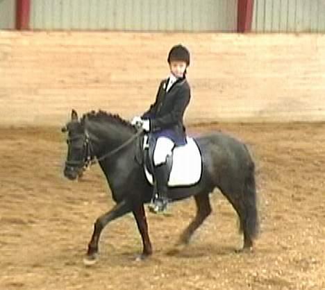 Anden særlig race º•Prins•º ( SOLGT) - Lc3 dressur først uplaseret billede 12