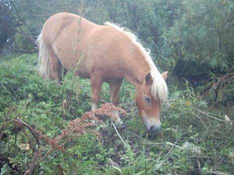 Shetlænder Okkermand billede 16