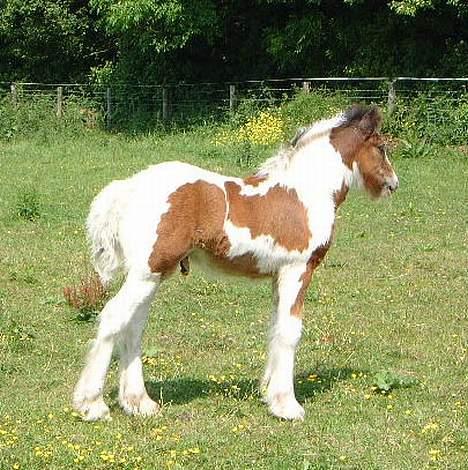 Irish Cob Luke Skywalker - SOLGT billede 3