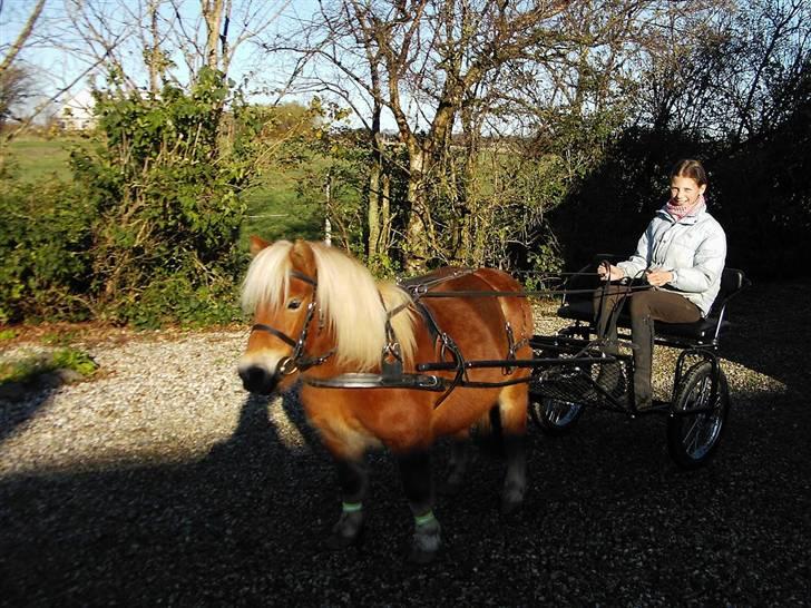 Shetlænder Okkermand - Okkermand hos ny ejer, med hans fine vogn (: Oktober 2008 billede 17