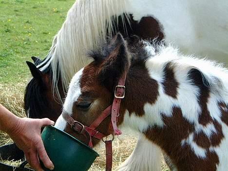 Irish Cob Luke Skywalker - SOLGT - Se lige mine fine pletter... billede 4