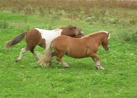 Shetlænder Okkermand - Okker og Charming leger .. ;P billede 18