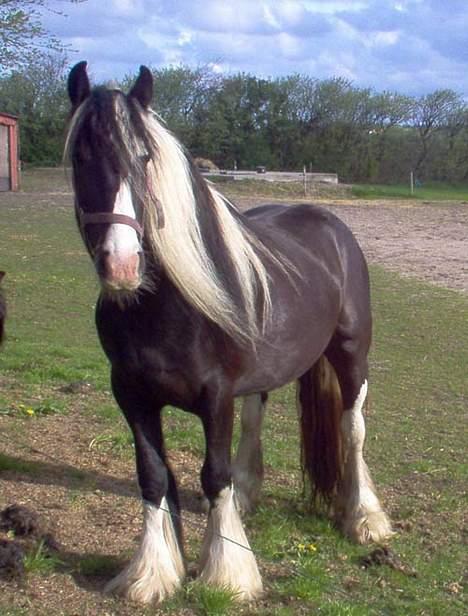 Irish Cob Lilli - Tiger Lilli.... "man har vel striber" billede 2