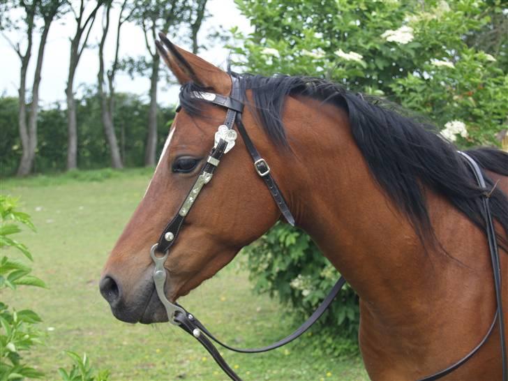 Anden særlig race Cassiopeia - Min lillebror har købt westernhovedtøj i USA. Synes det klæder hende rigtig godt, selvom jeg ikke rider western på hende:-) billede 31