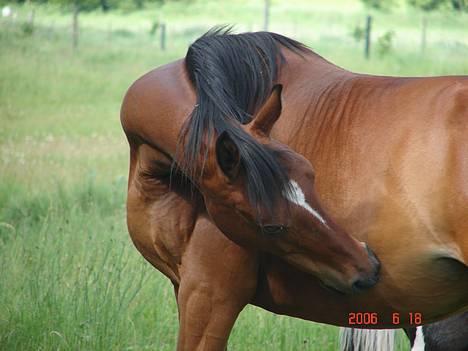 Anden særlig race Cassiopeia billede 32