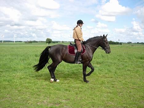 Oldenborg Alexia af Vodagergård - Fra d. 12. juni 2005 - Første gang Julie rider hende :-) billede 12