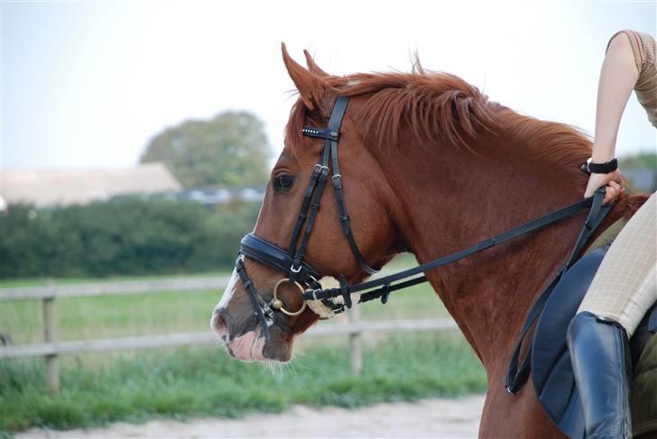 Dansk Varmblod Tjørnely's Cometessa <3 - Det frække blik, hvor er hun dejlig. <3 Taget af Tine Clausen d. 20/9-2008.  billede 20