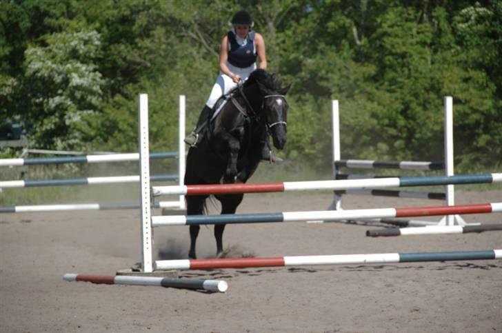 Oldenborg Kielstrupgårds MR. Malou  - LC i hals d. 24 maj billede 1