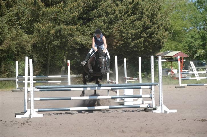 Oldenborg Kielstrupgårds MR. Malou  - LC i hals d. 24 maj billede 3