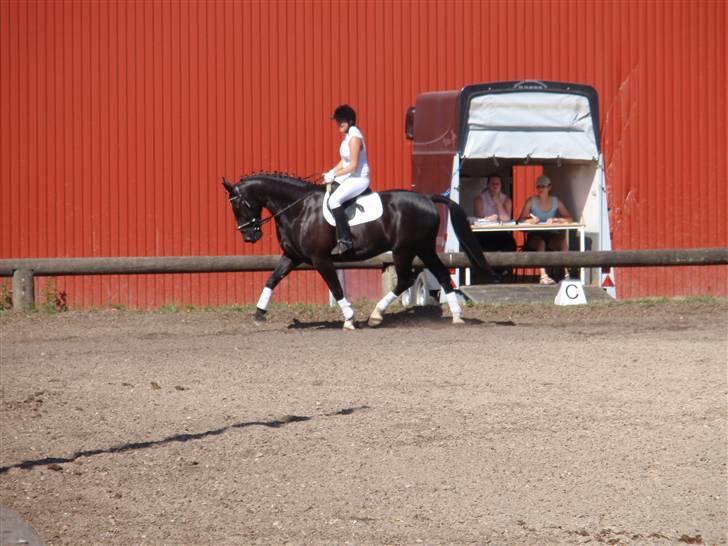 Oldenborg Kielstrupgårds MR. Malou  - hvor er de andre?? billede 4