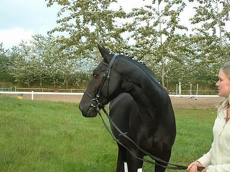 Oldenborg Kielstrupgårds MR. Malou  - wee..! trav billede 7