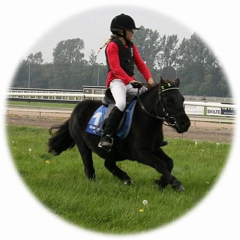 Anden særlig race Kalle - fyns vædeløbsbane billede 1