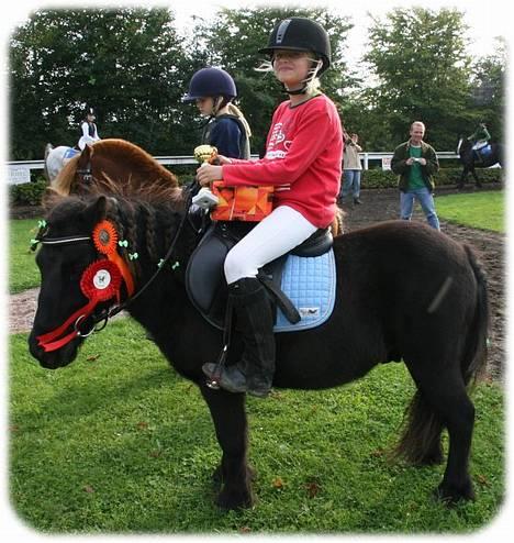 Anden særlig race Kalle - den flotteste pony billede 2