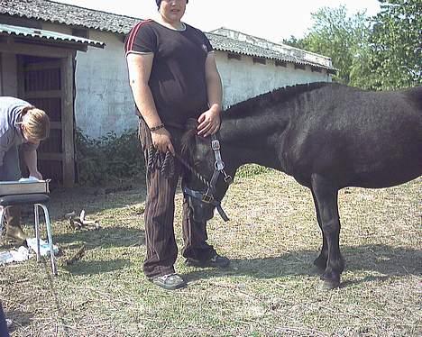 Anden særlig race Kalle - kalle sover næsten billede 3