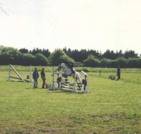 Shagya Araber (SH) Mistral (Mulle) <3 afgået ved døden :'( - Det her billede er et gammelt billed! det er fra ansager udv. klubstævne billedet er scannet fra almindeligt foto billede 9