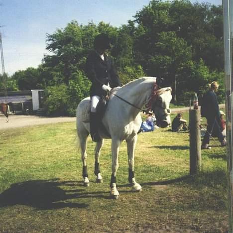 Shagya Araber (SH) Mistral (Mulle) <3 afgået ved døden :'( - Ja her har i vundet 2 første pladser i spring Baby jump og LD i ´04 i ansager scannet fra foto derfor dårlig kvalitet billede 10