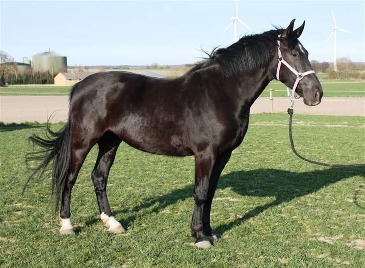 Oldenborg Bell af Vodagergård - *NYT* Fra d. 10. april 2009 - Bell på folden billede 10
