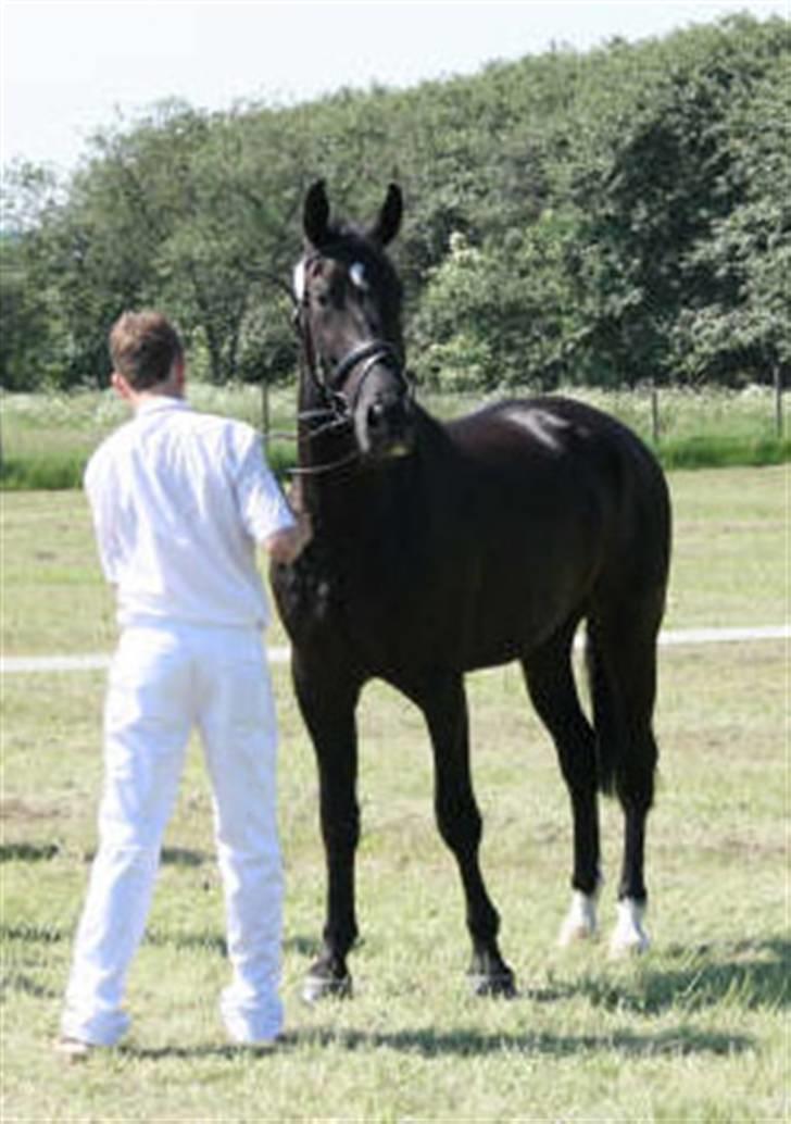 Oldenborg Bell af Vodagergård - Fra d. 8. juni 2007 - 3-årige Bell bliver vist frem for dommerne, Roskilde Dyrskue 2007 billede 11