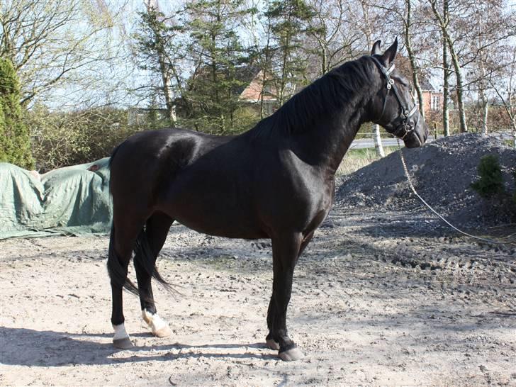 Oldenborg Bell af Vodagergård - *NYT* Fra d. 10. april 2009 - Bell har fået øje på de andre heste ude på folden :-) billede 12