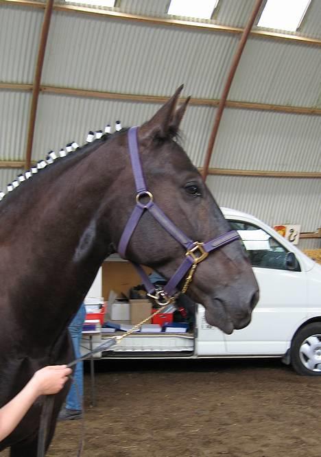 Oldenborg Bessie af Bækkeskov - Fra d. 31. juli 2005 - Bessie mens hun venter på, at Cleo bliver brændemærket. billede 15