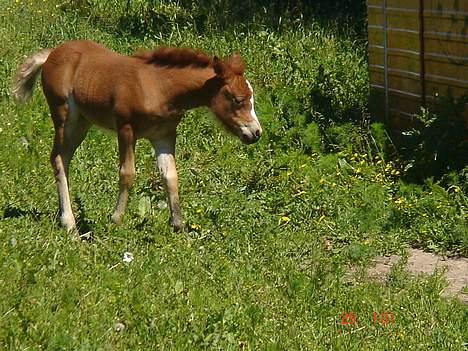 Anden særlig race (Nysse) Solgt - Nysgerrig =) <3 billede 7