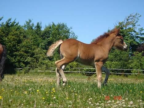Anden særlig race (Nysse) Solgt - jiHAAr...<3<3<3 billede 8