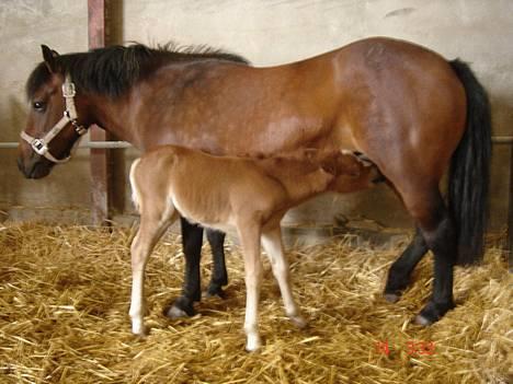 Anden særlig race (Nysse) Solgt - SuTte baBs<3<3<3<3<3<3<3 billede 10