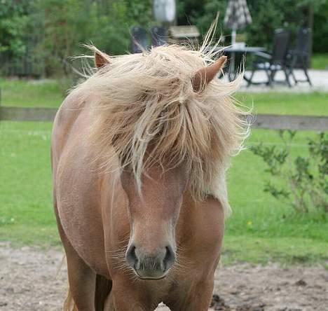 Islænder Tritla Fra Marcu... SOLGT billede 19