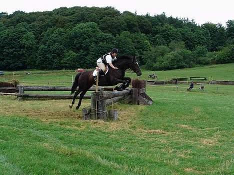 Dansk Varmblod Happy Bally (Solgt) - Terræn Skanderborg 05 billede 4