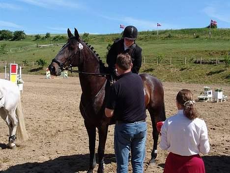 Dansk Varmblod Happy Bally (Solgt) - Præmie overrekelse Skanderborg 05 billede 7