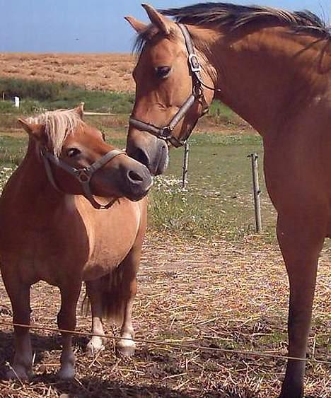 Shetlænder Okkermand billede 19