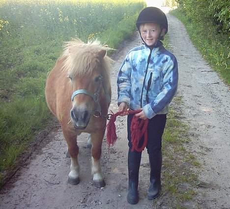 Shetlænder Okkermand billede 20