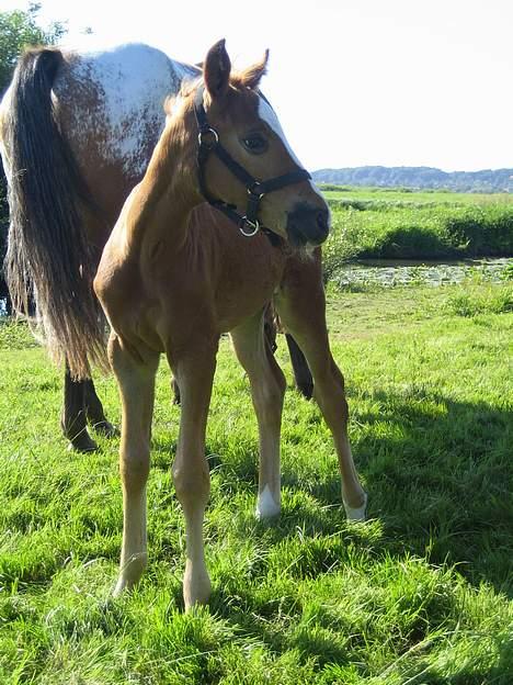 Knabstrupper Havens Alchemilla - død. billede 10