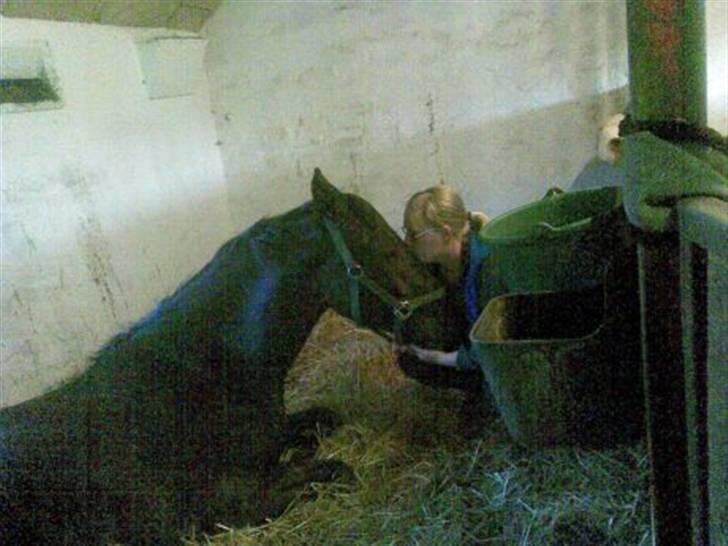 Anden særlig race Mosegaards El Diablo *SOLGT* - Vi hygger i boksen - 3½ år billede 4