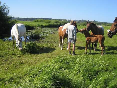 Knabstrupper Havens Alchemilla - død. - Melissa, Pintano, Artemis og føl. billede 11