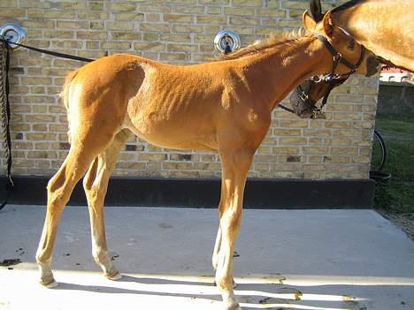 Knabstrupper Havens Alchemilla - død. - En måned gammel. billede 12