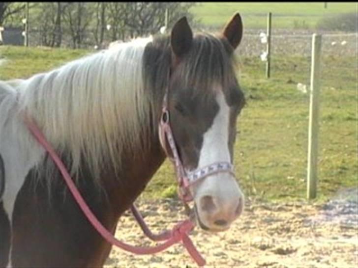 Pinto Blade <3 (-købte hende tilbage efter 6år <3) billede 2