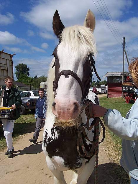 Tinker Romoses Spencer - Odense dyreskue, Spencer havde fået flettet skæg (2005) billede 6