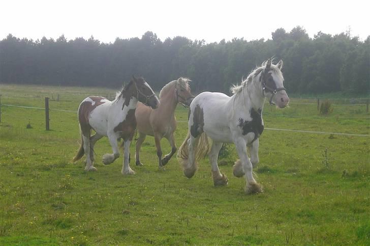 Tinker Romoses Spencer - Hestene med på Ferie. 2007. Spencer din blærerøv billede 8