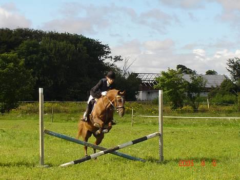 DSP Patricia*Solgt*Efterlyses - Hun kan da godt spring til.. første stævne.. billede 1