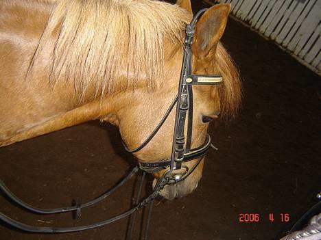 DSP Patricia*Solgt*Efterlyses - Hjemme ved Hinrik.. for første gang.. billede 3