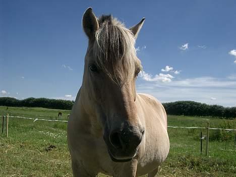 Fjordhest Freja †RIP 23/11-2010 billede 14