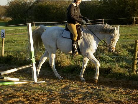 Arabisk fuldblod (OX) Amigo OX1759 - Skridter på banen billede 11