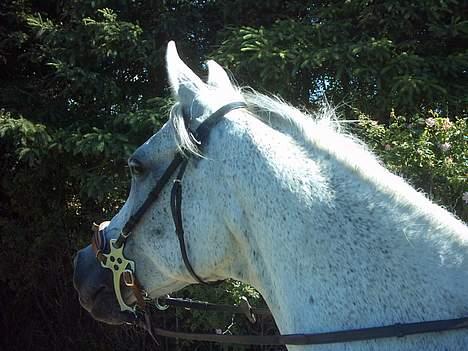 Arabisk fuldblod (OX) Amigo OX1759 - Amigo på en lille tur efter endt ridning billede 12